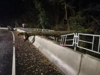 экспертиза дерева геленджике