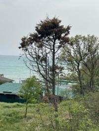 экспертиза дерева новороссийск