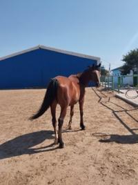 оценка лошадей москве